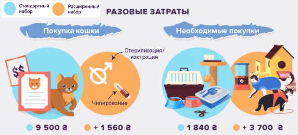 
Дорогие кошки и собаки: сколько нужно потратить на покупку и содержание
