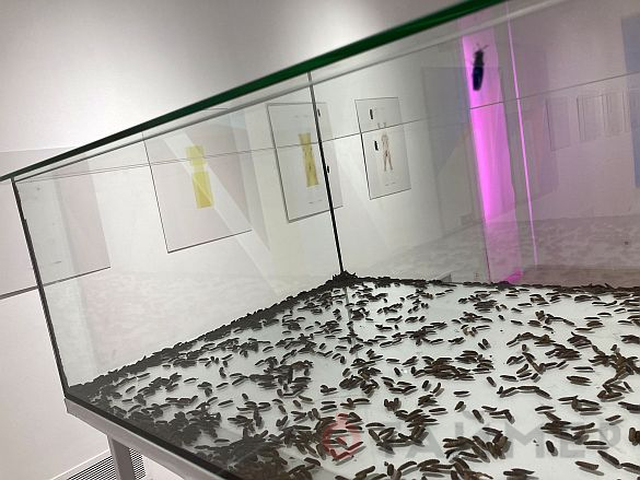Растения-хищники выставлены в Музее современного искусства Одессы