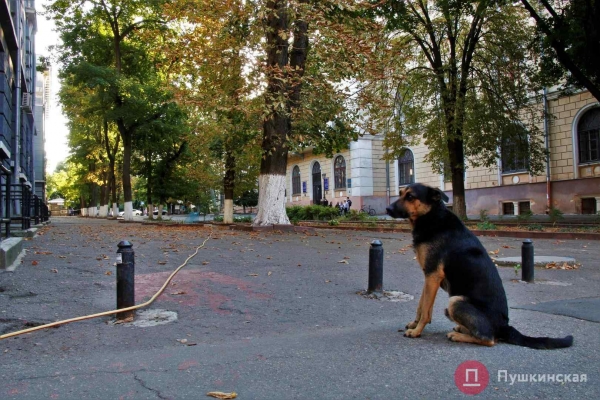 Не самый убитый тротуар в центре Одессы «закатают» в тротуарную плитку за 2,3 миллиона. Фото