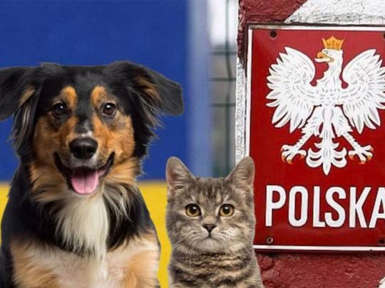 Польща змінила правила ввезення українцями до країни домашніх тварин