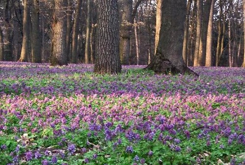 Пошук первоцвіту, «топтання рясту», випікання проскури й виконання «кривого танцю»: народні обряди, прикмети та заборони Благовіщення