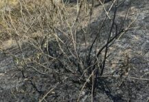 Жительницу Одесчины будут судить за поджог сухой травы: какое наказание ей грозит