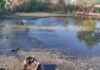 Замор рыбы и смрад в водоеме в Одесской области: что показали анализы