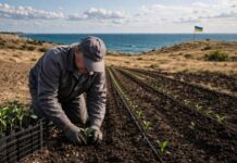 В Украине впервые выращивают чай на юге: плантацию закладывают в Одесской области